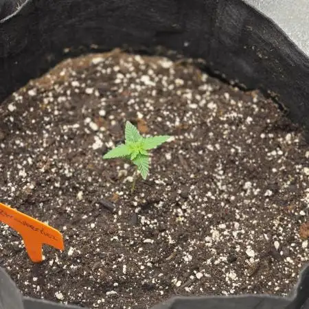 Ztrawberriez Auto