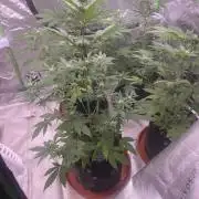 Guava Runtz - Champions Line Trial Pack