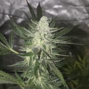 Purple Skank