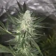 Purple Skank