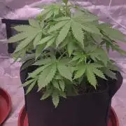 Purple Skank