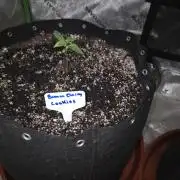 Banana Cherry Cookies Fastbuds
