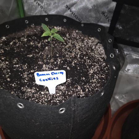 Banana Cherry Cookies Fastbuds