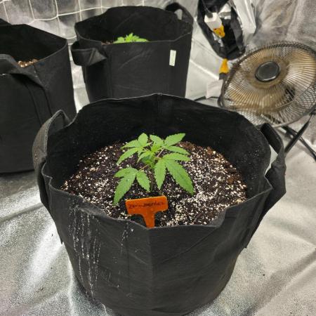 Ztrawberriez Auto