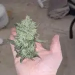 Ztrawberriez Auto