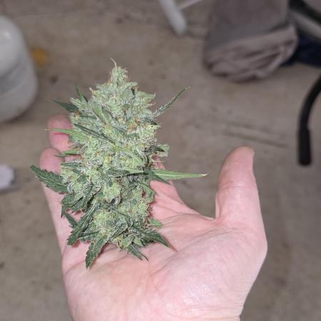 Ztrawberriez Auto