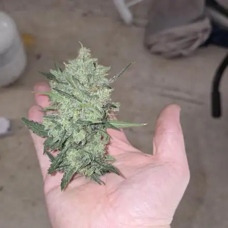 Ztrawberriez Auto