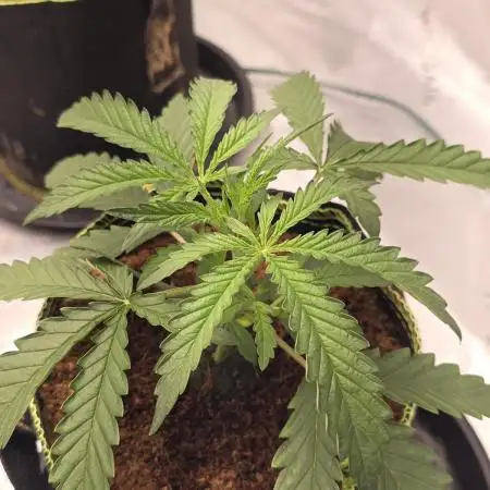 Bruce Banner Auto