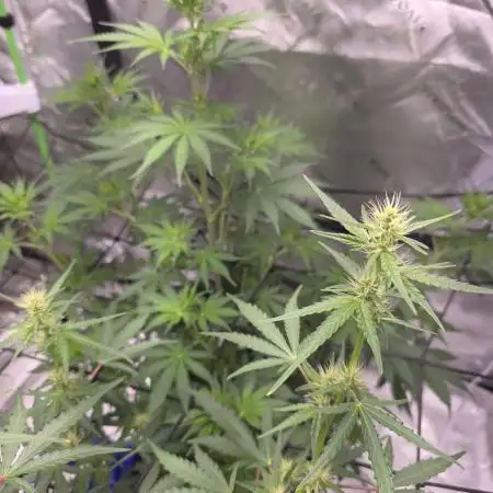 Auto Blueberry