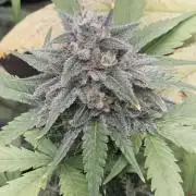 Strawberry Gorilla - Strong Pack