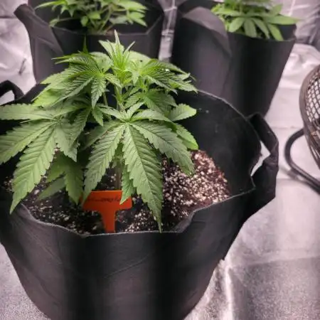 Ztrawberriez Auto