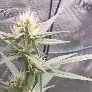 Super Skank