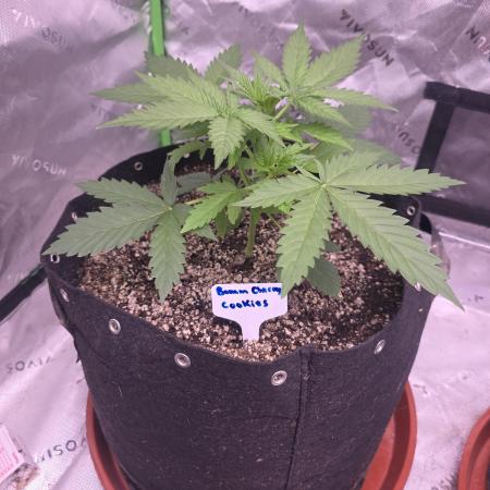 Banana Cherry Cookies Fastbuds