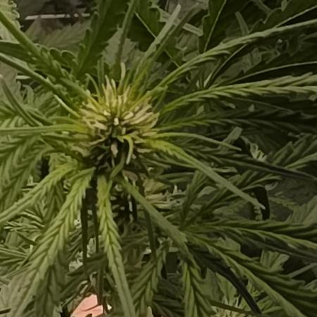 Ztrawberriez Auto