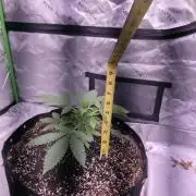 Cherry Cola Auto FB42