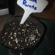 Guava Runtz - Champions Line Trial Pack
