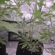 Mendo Guava - Champions Line Trial Pack