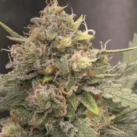 Ztrawberriez Auto