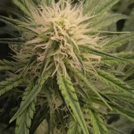 Durban Poison Auto