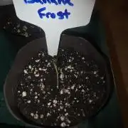 Banana Frost - Frost Trial pack