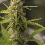Bruce Banner Auto