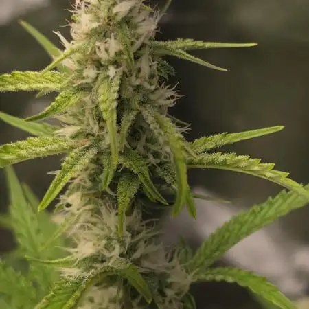 Bruce Banner Auto