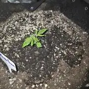 Mendo Guava - Champions Line Trial Pack