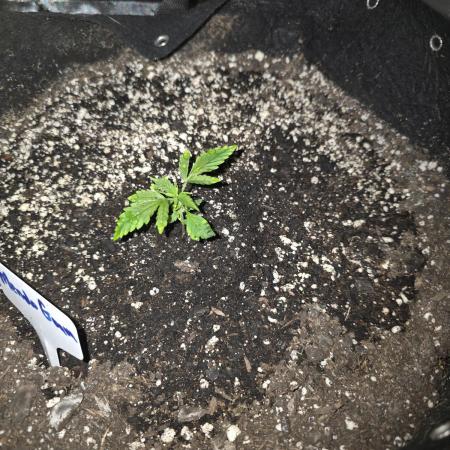 Mendo Guava - Champions Line Trial Pack