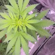 Frostbanger Strong Strains trial pack