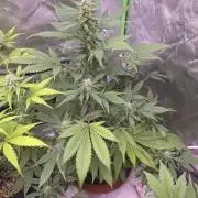 Strawberry Gorilla - Strong Pack