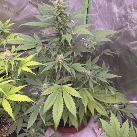Strawberry Gorilla - Strong Pack
