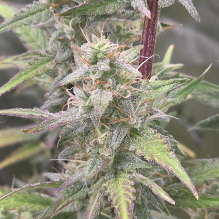 Auto Blueberry