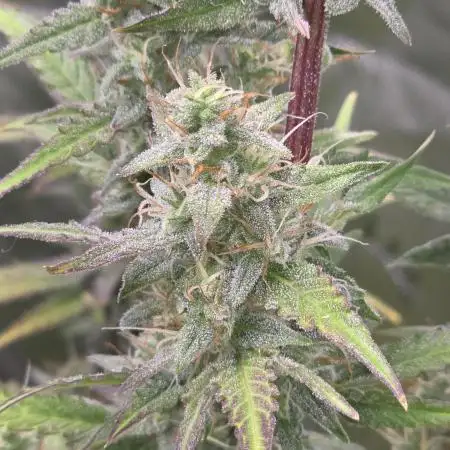 Auto Blueberry