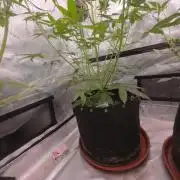 Banana Cherry Cookies Fastbuds