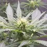Purple Skank
