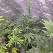 Strawberry Gorilla - Strong Pack