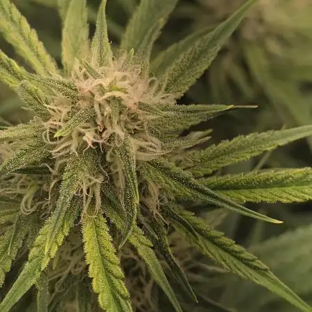 Durban Poison Auto