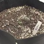 Durban Poison Auto