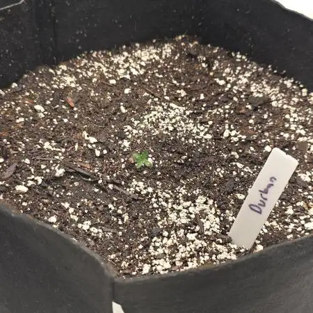 Durban Poison Auto