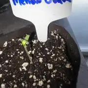 Mendo Guava - Champions Line Trial Pack