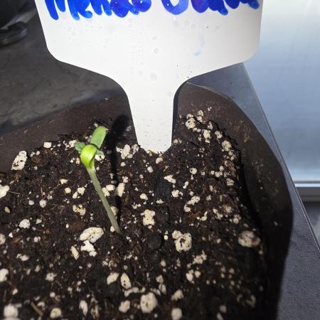 Mendo Guava - Champions Line Trial Pack