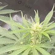 Purple Skank