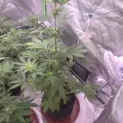 Frostbanger Strong Strains trial pack