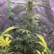 Banana Cherry Cookies Fastbuds