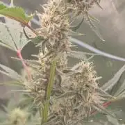 Mendo Guava - Champions Line Trial Pack