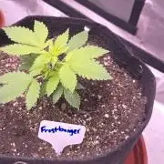 Frostbanger Strong Strains trial pack