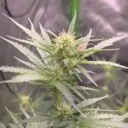 Super Skank