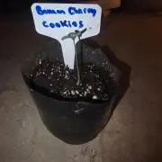 Banana Cherry Cookies Fastbuds
