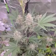 Mendo Guava - Champions Line Trial Pack