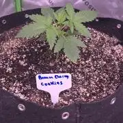 Banana Cherry Cookies Fastbuds